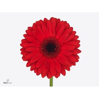 Freshy Gerbera * 65 Cm Beauty X10