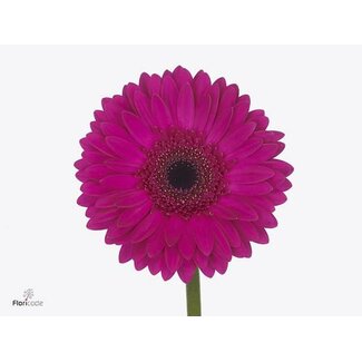 Freshy Gerbera * 65 Cm Bon Dia X10