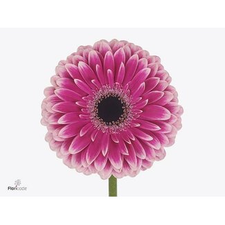Freshy Gerbera * 65 Cm Prelude X10