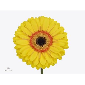 Freshy Gerbera * 65 Cm Apollo X10