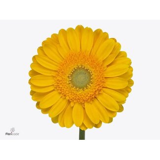 Freshy Gerbera * 65 Cm Captiva X10