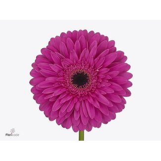 Freshy Gerbera * 65 Cm Madeira X10