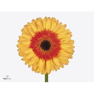 Freshy Gerbera * 65 Cm Candycorn X10