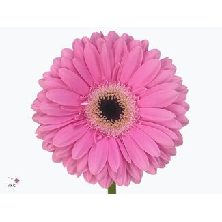 Freshy Gerbera * 65 Cm Dreamer X10