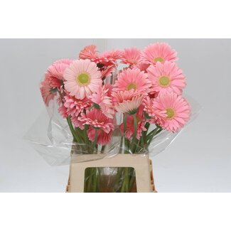 Freshy Gerbera * 65 Cm Plot X10