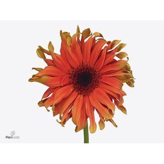 Freshy Gerbera * 65 Cm Pasta Caprese X10