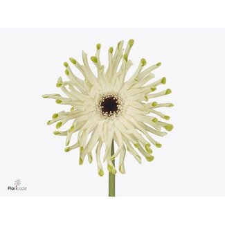 Freshy Gerbera * 65 Cm Pastini Arona X10