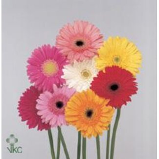 Freshy Gerbera * 65 Cm Pasta Gemengd X10