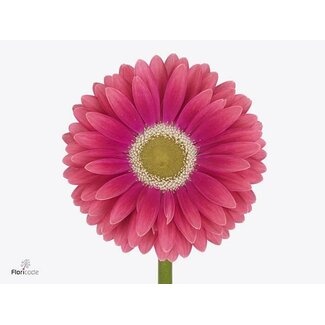 Freshy Gerbera * 65 Cm Unique X10