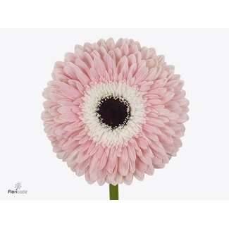 Freshy Gerbera * 65 Cm Graceland X10