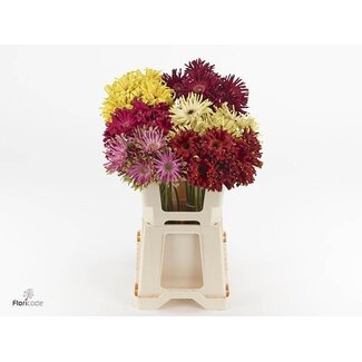 Freshy Gerbera * 65 Cm Pastini Gemengd X10