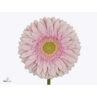 Freshy Gerbera * 65 Cm Romella X10
