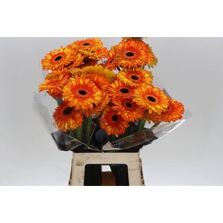 Freshy Gerbera * 65 Cm Spotlight X10