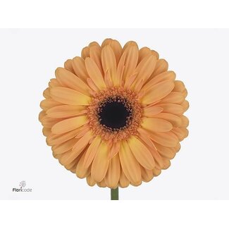 Freshy Gerbera * 65 Cm Jetset X10