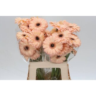 Freshy Gerbera * 65 Cm Laureen X10
