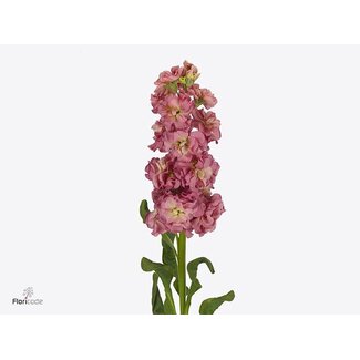 Freshy Violier Stox Antique Rose