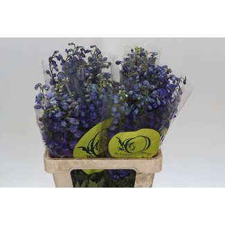 Freshy Delphinium En Black Knight
