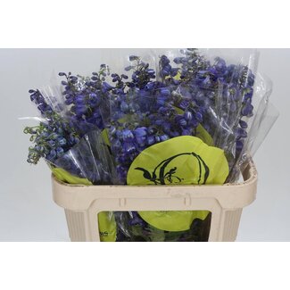 Freshy Delphinium En Black Knight