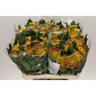 Freshy Chrysant deco Fuego