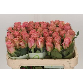 Freshy Rosa Hermosa