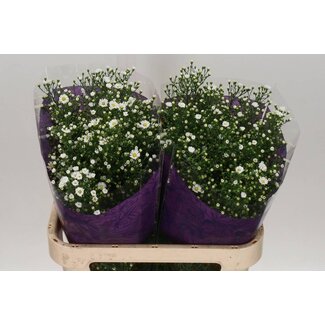Freshy Aster Paquita