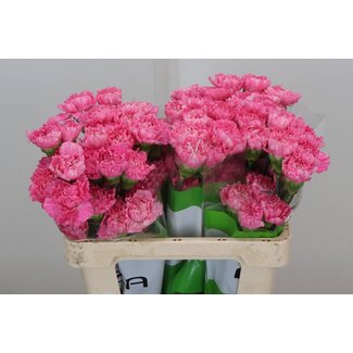 Freshy Anjer Funza Kort Tonic Golem 50cm