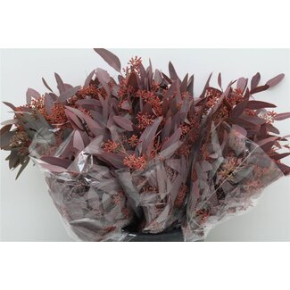 Freshy Eucalyptus Populus Bes Abs Red 150gr Short (p. bos)