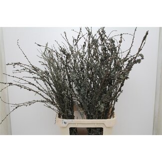 Freshy Larix 100cm 5 tak (p. bos)