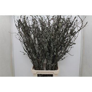 Freshy Larix 130cm 5 tak (p. bos)
