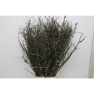 Freshy Larix 70cm 5 tak (p. bos)