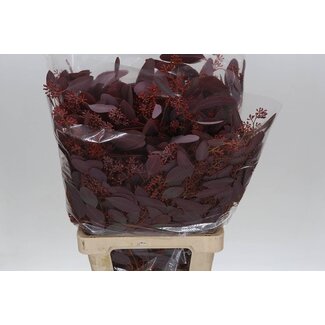 Freshy Eucalyptus Populus Bes Abs Red 300gr (p. bos)