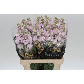 Freshy Matth. Iron Pink Light 65cm