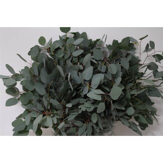 Freshy Eucalyptus Populus Blad 300gr (p. bos)