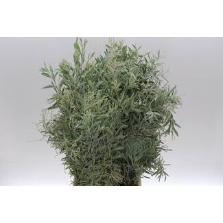 Freshy Mimosa Hambury 200gr (p. bos)