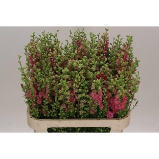 Freshy Consolida R Q Rose