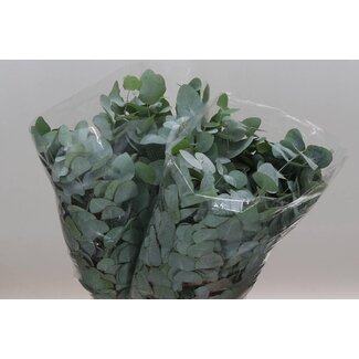 Freshy Eucalyptus Cinerea 150gr Short (p. bos)