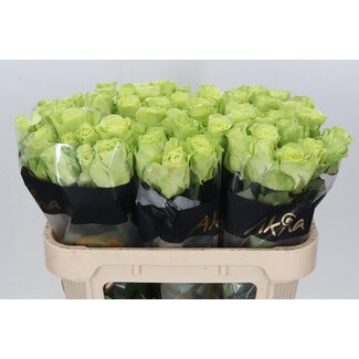 Freshy Rosa Groen Generation