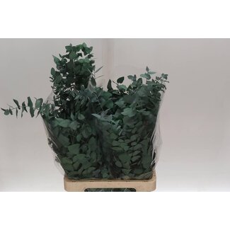 Freshy Eucalyptus Stuart Pres Green 200gr (p. bos)