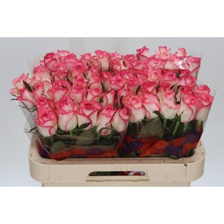 Freshy Rosa Jumilia