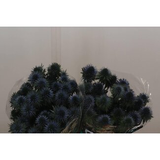 Freshy Eryngium Scorpius Questar