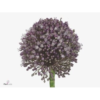 Freshy Allium Pink Lady