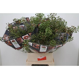 Freshy Rozenbottel Autumn Rosefruits Groen
