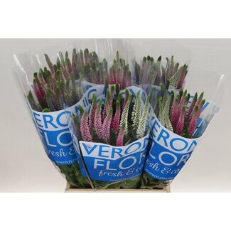 Freshy Veronica Smart Col Gemengd
