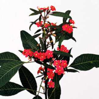 Freshy Euphorbia F T Marielle