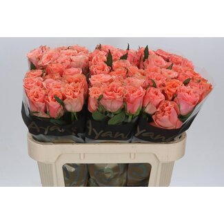 Freshy Rosa Blushing Reeva