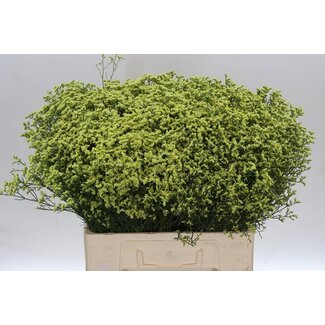 Freshy Limonium Sin Sensy Geel