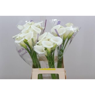 Freshy Zantedeschia White Art