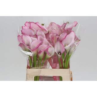 Freshy Zantedeschia Zazu