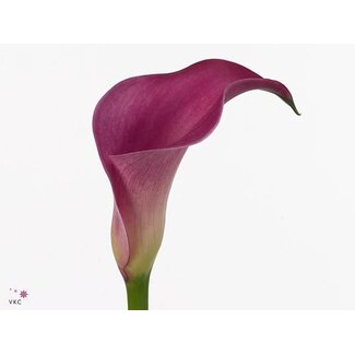 Freshy Zantedeschia Pink Jewel