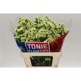 Freshy Limonium S Geel Sun Birds